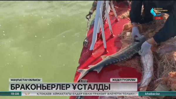 Маңғыстау облысында бекірені заңсыз аулағандар ұсталды