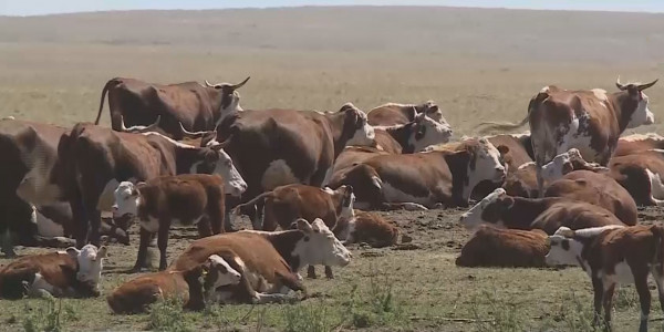 Арқалықта мал шаруашылығын дамыту мақсатында екі ірі жоба қолға алынды