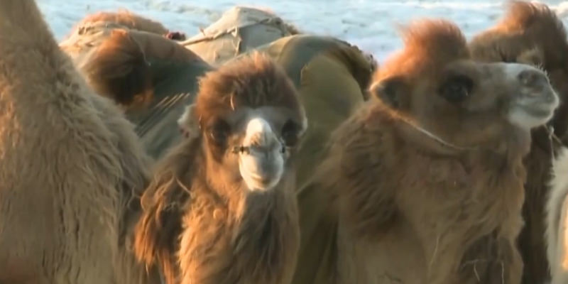 В Кызылординской области строят завод по производству сухого верблюжьего молока