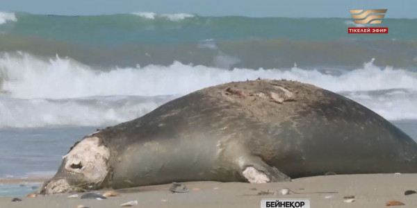 Каспийде итбалықтар үшін қауіпсіз табиғи аймақ құру жоспарланып отыр