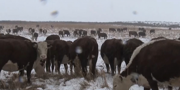 ШҚО-да мал ұрлығы тыйылмай тұр