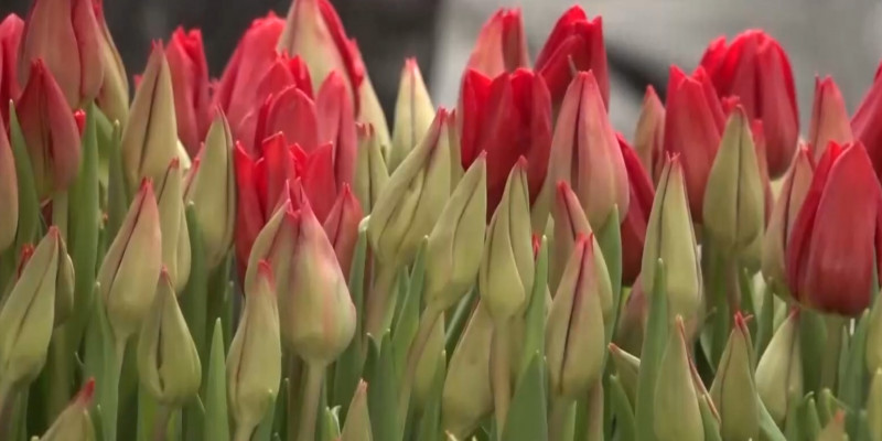 Сварщик выращивает голландские тюльпаны во дворе своего дома