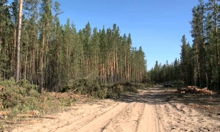 Задержаны подозреваемые в хищении леса из природного резервата &laquo;Ертiс орманы&raquo;