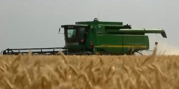 Первый урожай зерновых культур собирают в ЗКО