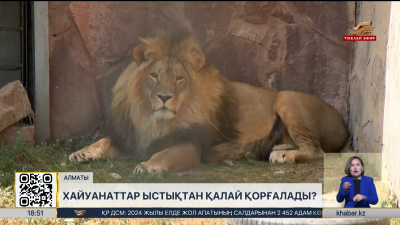 Хайуанаттар аптап ыстықтан қалай қорғалады?