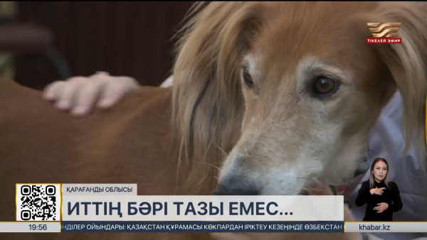 Теміртауда тазы иттердің көрмесі өтті