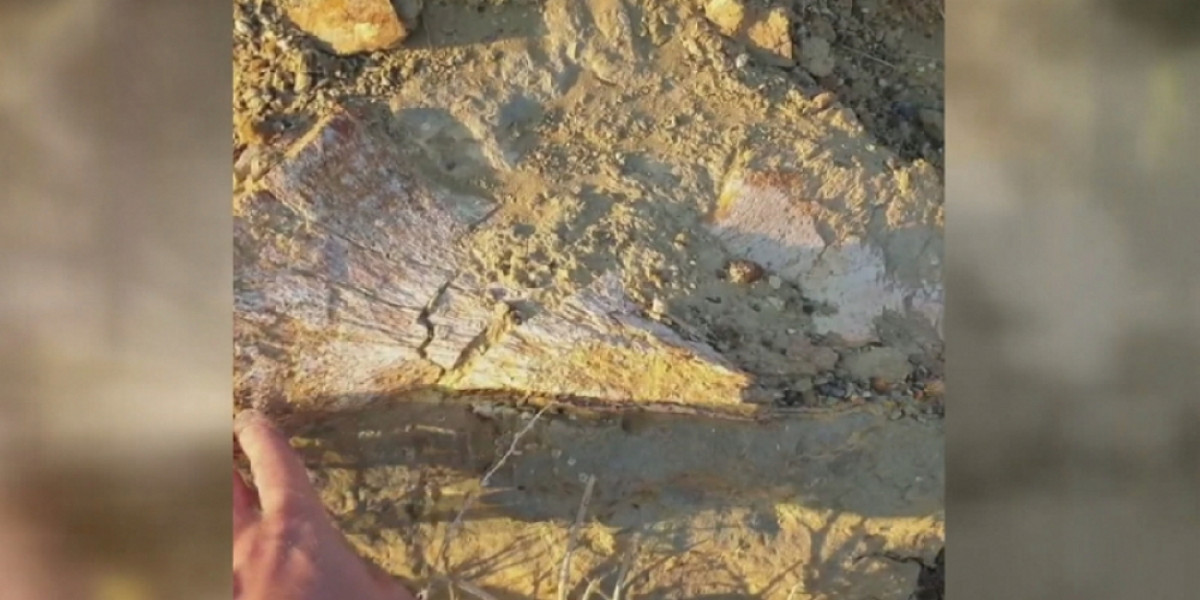 Обнаружены останки неизвестной рептилии в Мангистауской области