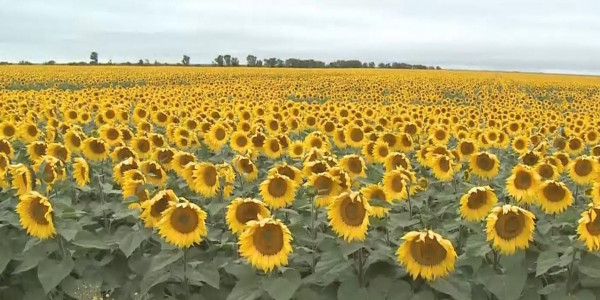 Елімізде күнбағыс өңдеушілер көмекке мұқтаж