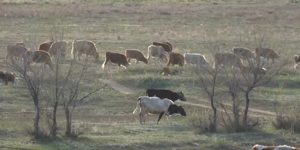 Бесқарағай тұрғындары жайылымнан таршылық көріп отыр