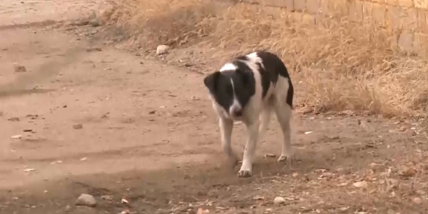 В Казахстане будет прекращена практика отстрела бродячих животных