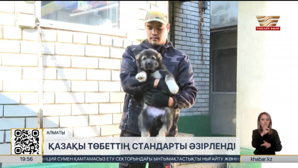 Қазақстанда төбет иттердің стандарты әзірленді