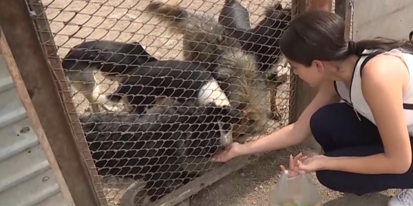 Новый приют для бродячих собак и кошек в столице откроют этим летом