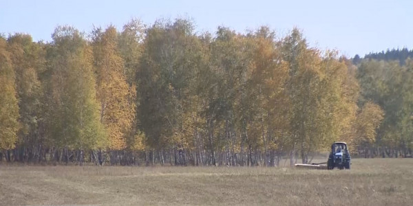 &laquo;Бурабай&raquo; ұлттық паркінің орманшылары бұғы азығын дайындау қамымен жүр