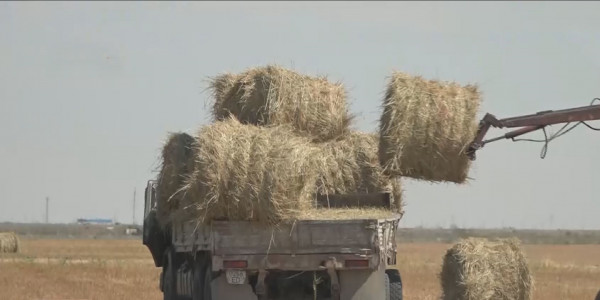 Атырау облысында мал азығы аздық етіп тұр