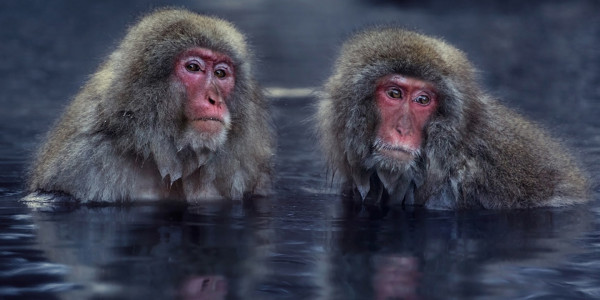 В Алматинском зоопарке в семье японских макак пополнение