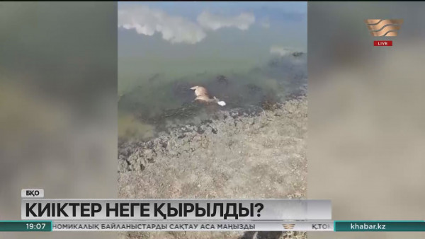 БҚО-да 5 киіктің өлексесі табылды