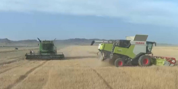 В области Жетысу началась уборка зерновых культур