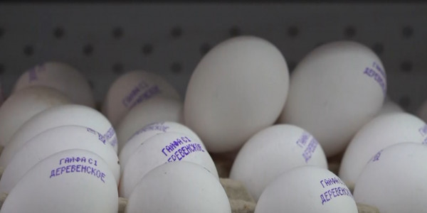 Ақтауда жұмыртқа тапшылығы жойылды