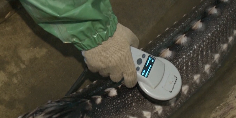 В Атырау вся рыба осетровых пород получит молекулярно-генетические паспорта
