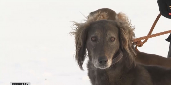 Қазақы иттер мемлекеттік деңгейде қорғауға алынуы мүмкін