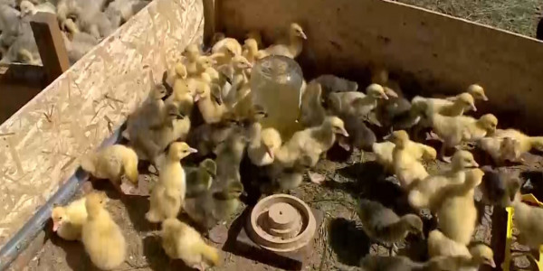 В селе Ащылысай полностью исчезла безработица