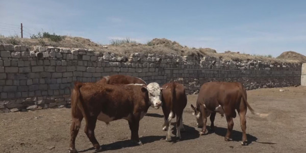 Павлодарлық шаруалар Еуропадан мал аламыз деп сан соғып қалды
