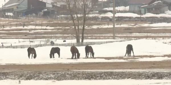 Шаруалар шағымы: мал көп, жайылым жоқ
