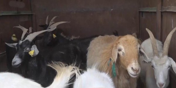 Всей страной решили спасать измождённый скот в Мангистауской области