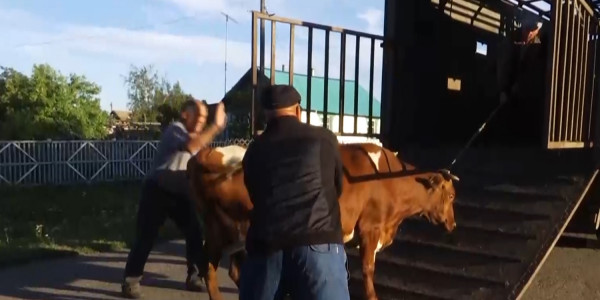 В селе Ленинское ввели ограничительные меры из-за бруцеллеза