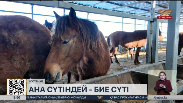 Бие сүтінен нәрестелерге арналған ұнтақ шығарылды