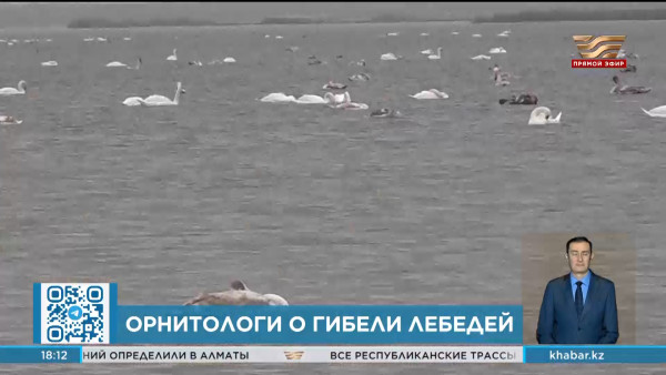 Массовая гибель птиц на Каспии &ndash; естественный процесс