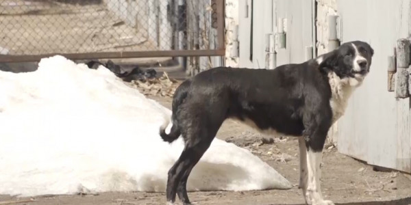 55 миллионов тенге выделили в Павлодарской области на чипирование домашних  животных