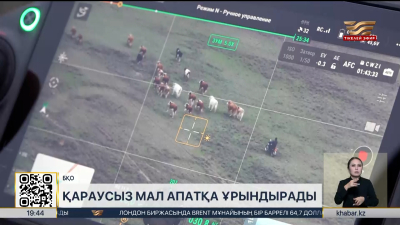 БҚО жолдарында қараусыз малды анықтау дрондар арқылы қолға алынды