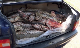 В Мангистауской области у браконьеров изъяли 100 килограммов осетра