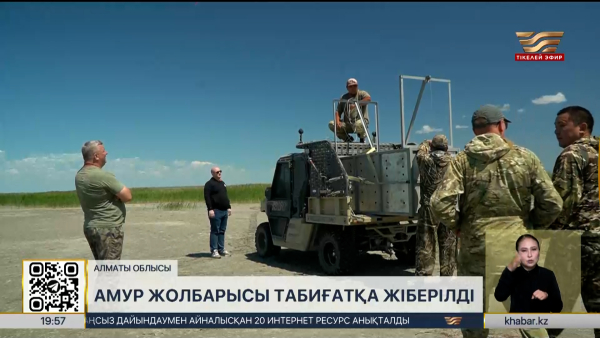 Амур жолбарысы тарихи мекеніне жіберілді