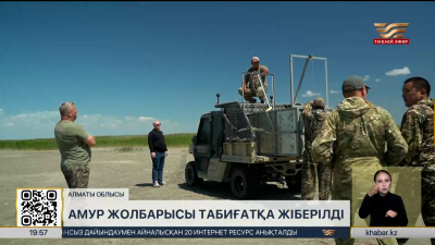 Амур жолбарысы тарихи мекеніне жіберілді