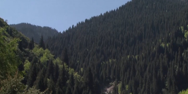 Иле-Алатауский национальный парк планируют превратить в центр экотуризма