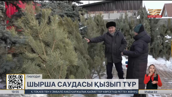 Павлодар облысында шырша саудасы қызып тұр