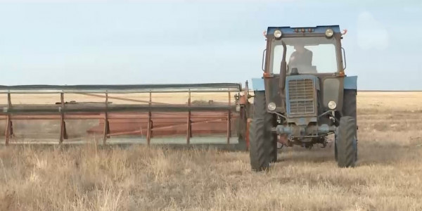 Қостанай шаруалары шабарға шөп таппай жатыр