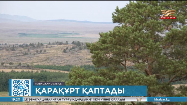 Баянауыл ұлттық паркінде қарақұрт пайда болды