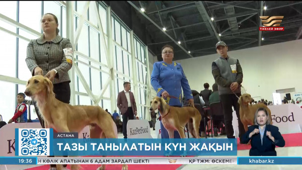 Кинологтар: Тазы танылатын күн алыс емес
