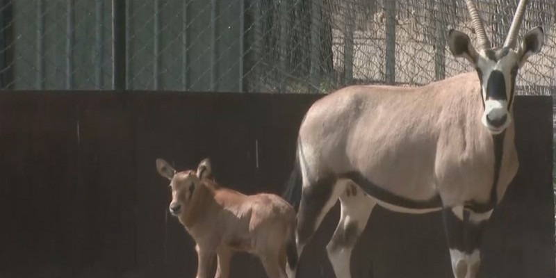 Долгожданный детеныш орикса появился в Алматинском зоопарке