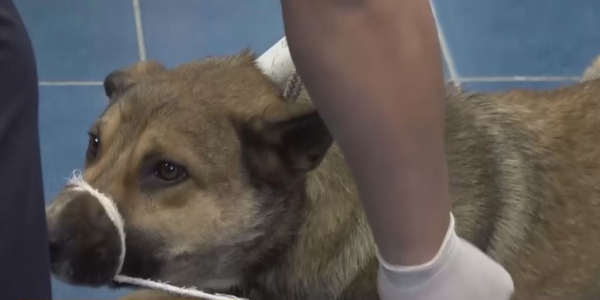 Жаңа ережеге сай иесіз үй жануарларының басым бөлігі зарарсыздандырылады