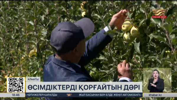 Қазақстан ғалымдары жеміс ағаштарын қорғайтын препарат әзірледі