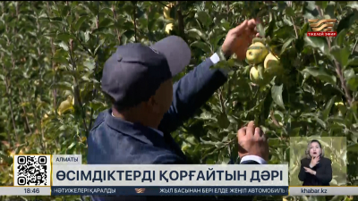 Қазақстан ғалымдары жеміс ағаштарын қорғайтын препарат әзірледі