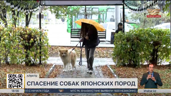 Алматинские волонтёры спасают брошенных японских собак