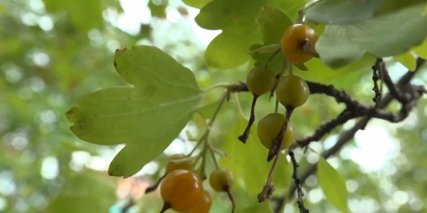 СҚО-да 5 жасар бала белгісіз жидектен уланып, көз жұмды