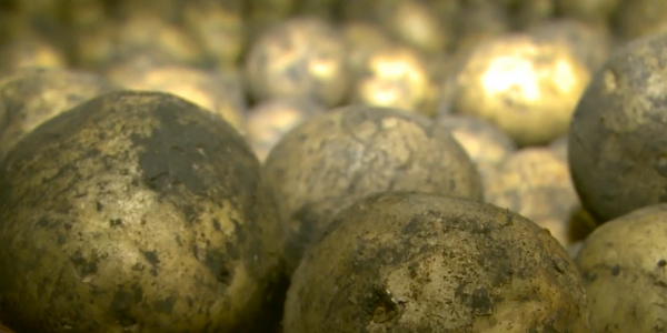 Картофелеводы СКО несут колоссальные убытки