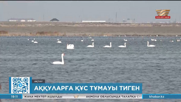 Маңғыстауда қырылған аққу саны мыңнан асты