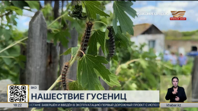 Восточный Казахстан атаковали гусеницы